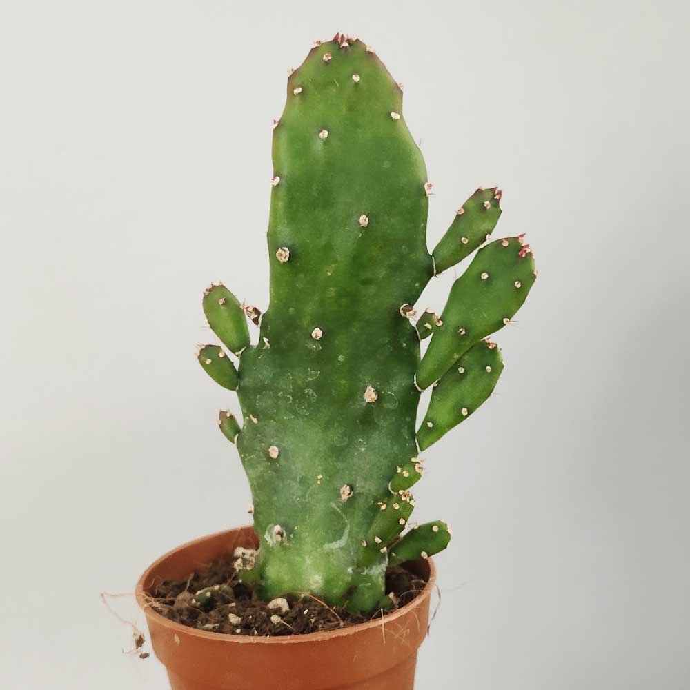 opuntia monacantha