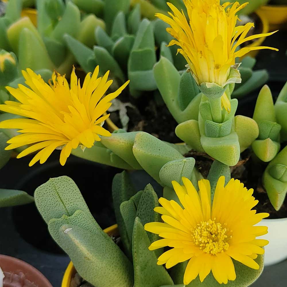 cheiridopsis denticulata fiore
