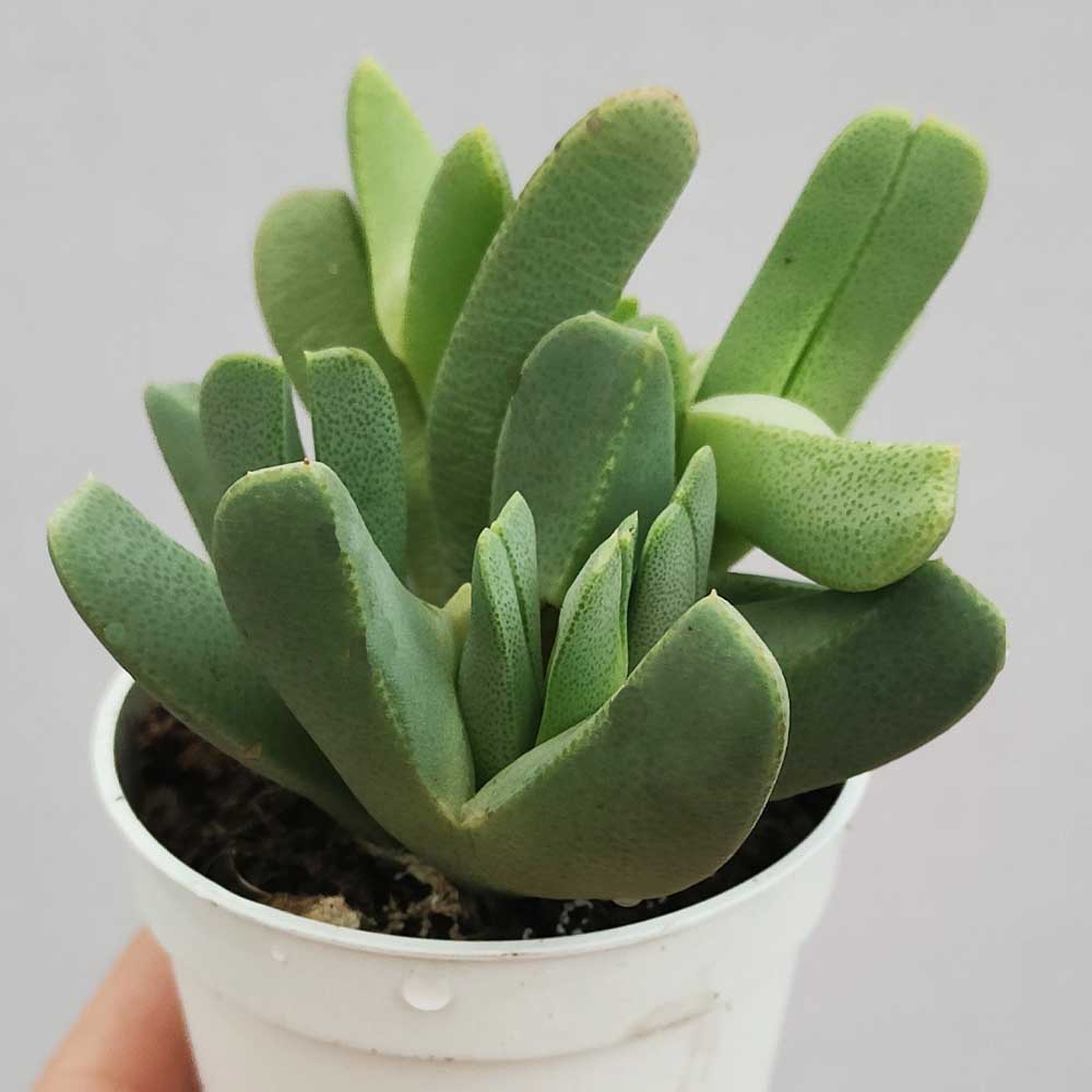 cheiridopsis denticulata pianta grassa