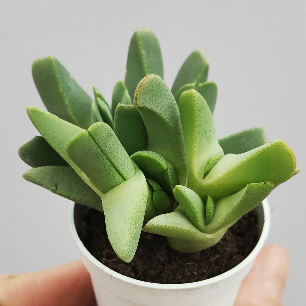 cheiridopsis denticulata