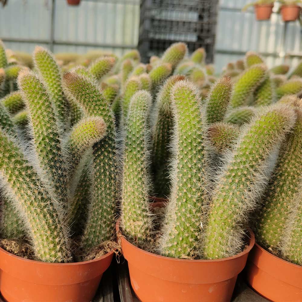 coda di scimmia baby piante