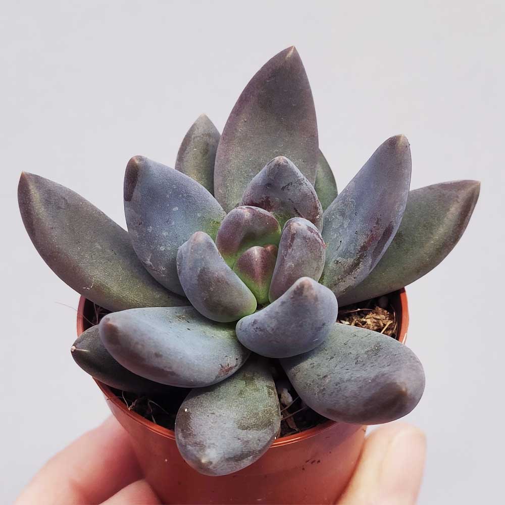 echeveria draco