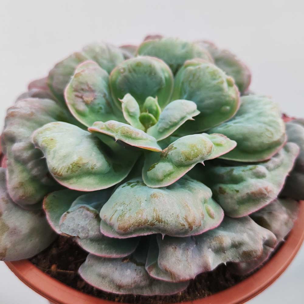 echeveria hearth delight pianta