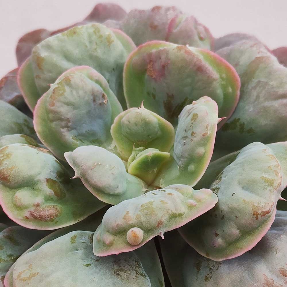 echeveria hearth delight succulente