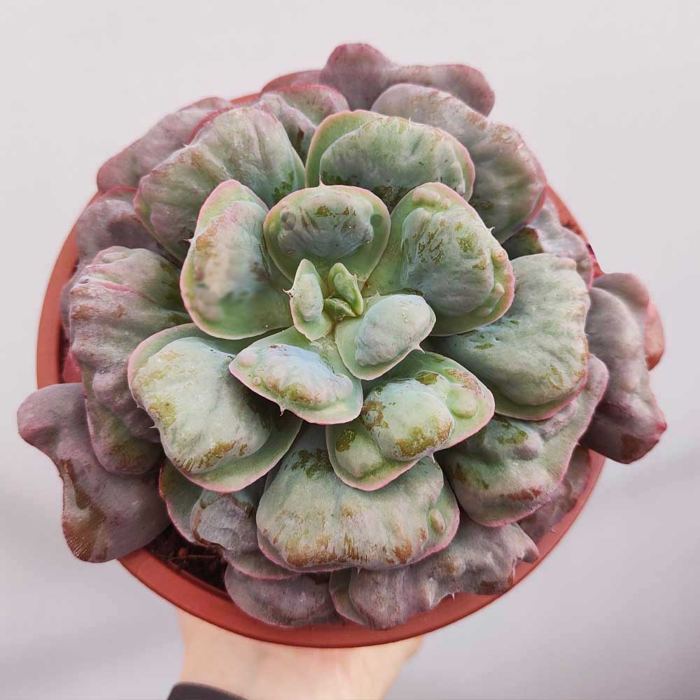 echeveria hearth delight