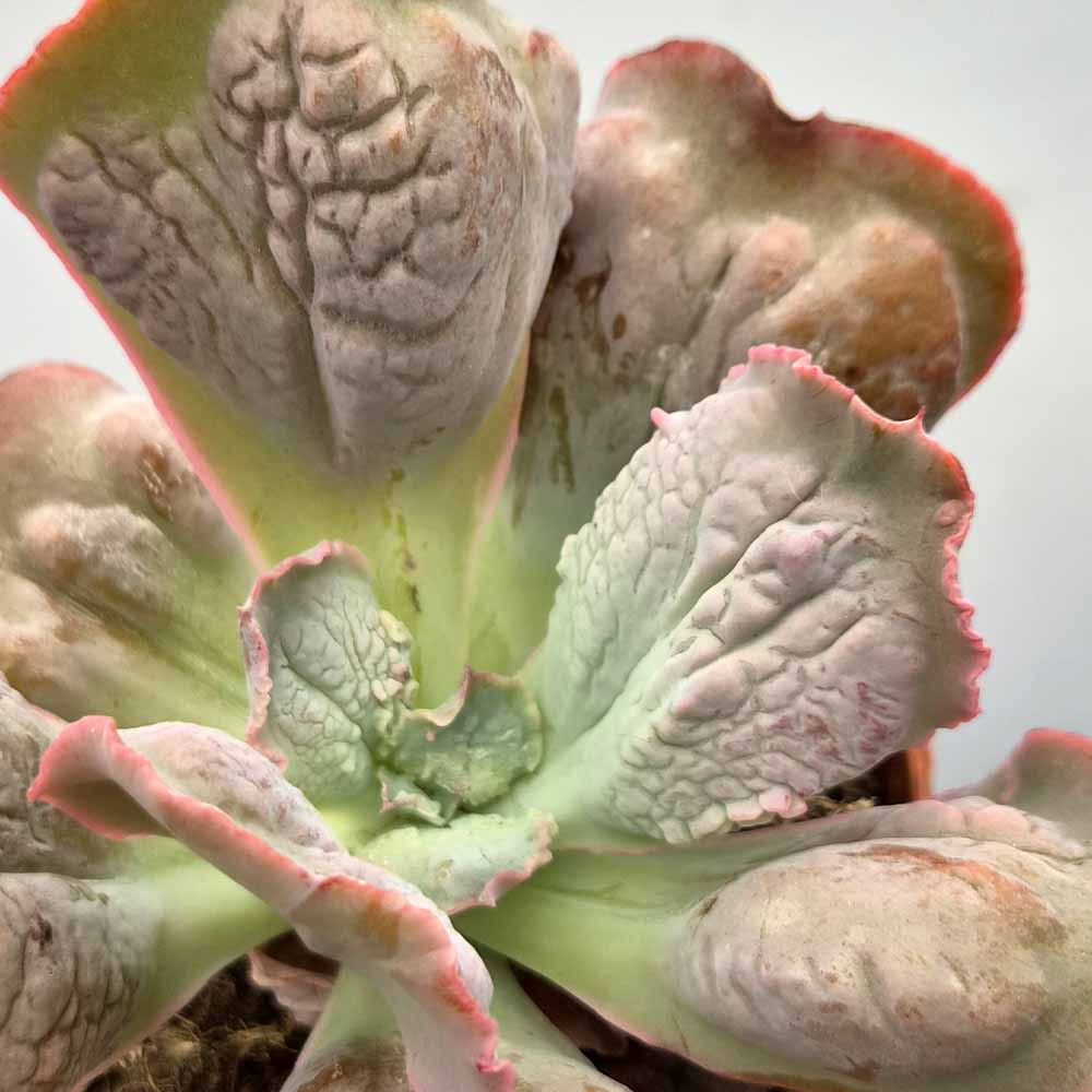 echeveria linguas baby plant