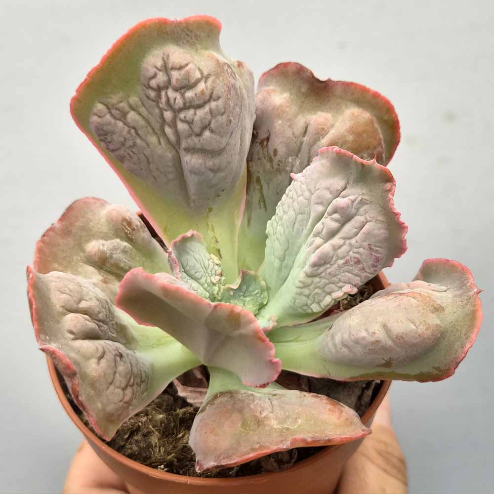 echeveria linguas baby