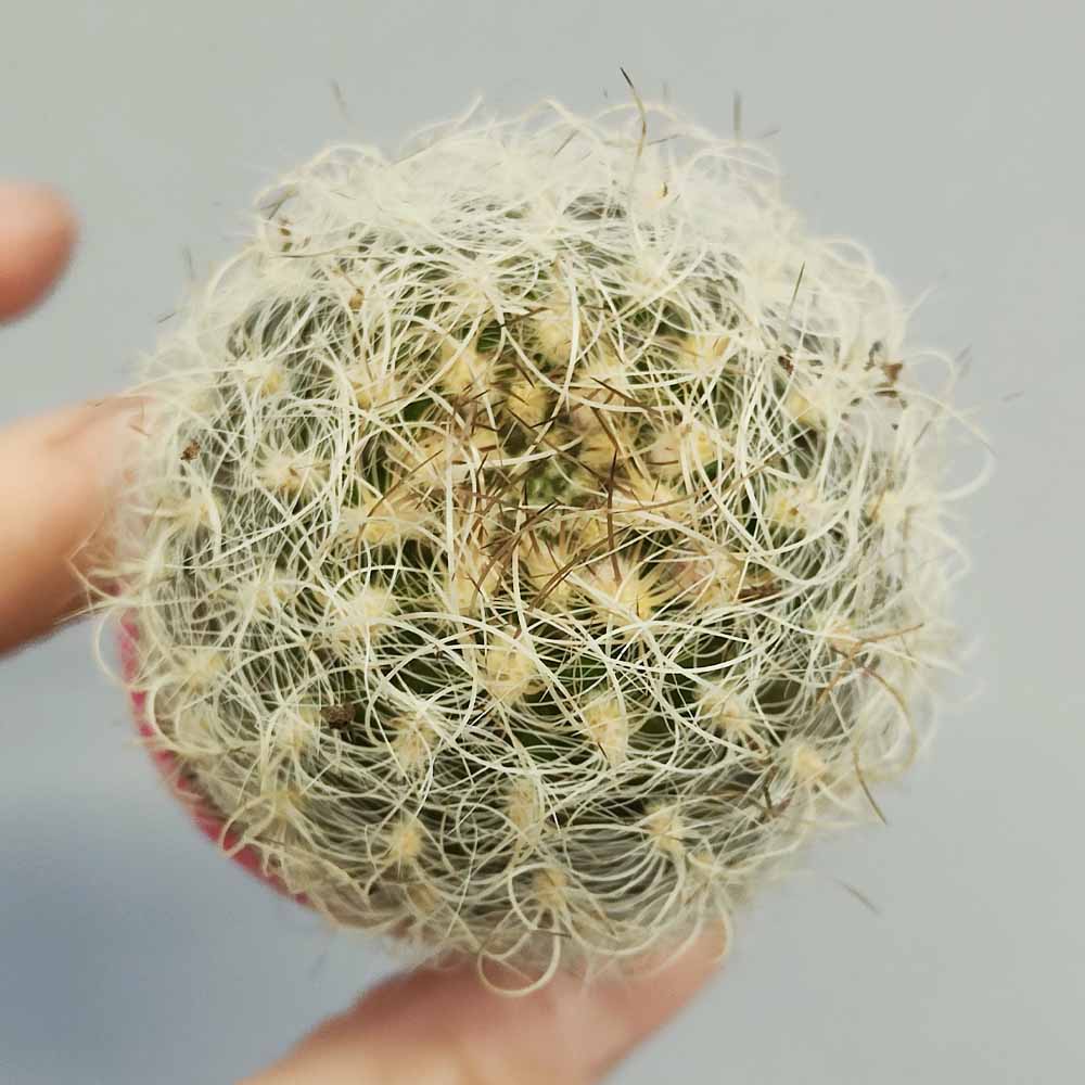 neoporteria nidus cactus