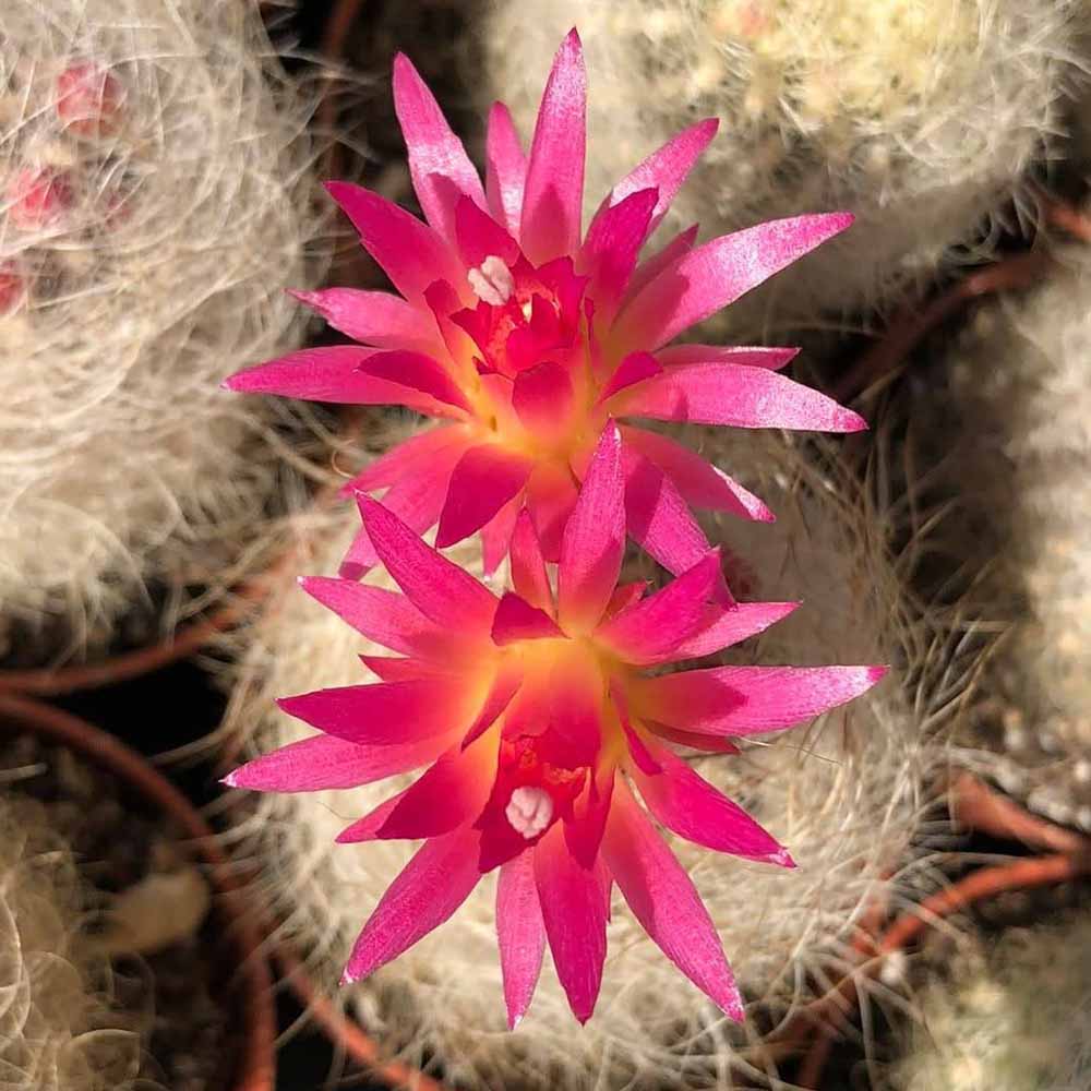 neoporteria nidus fiore