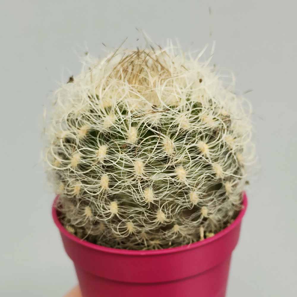 neoporteria nidus