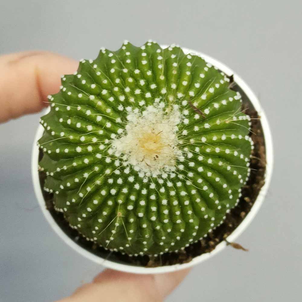 notocactus leninghausii inermis cactus
