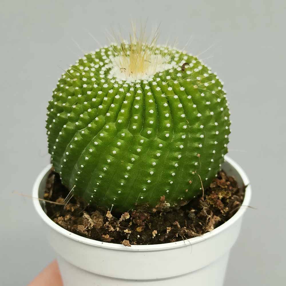 notocactus leninghausii inermis