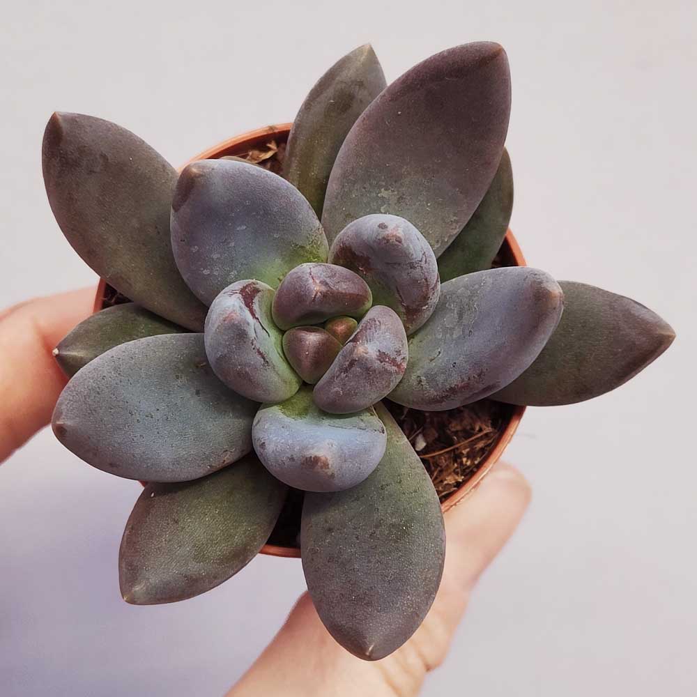 pachyveria draco