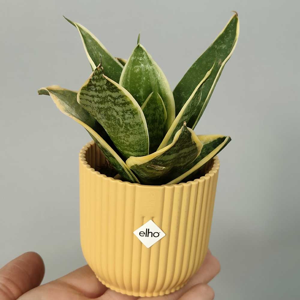 sansevieria futura superba