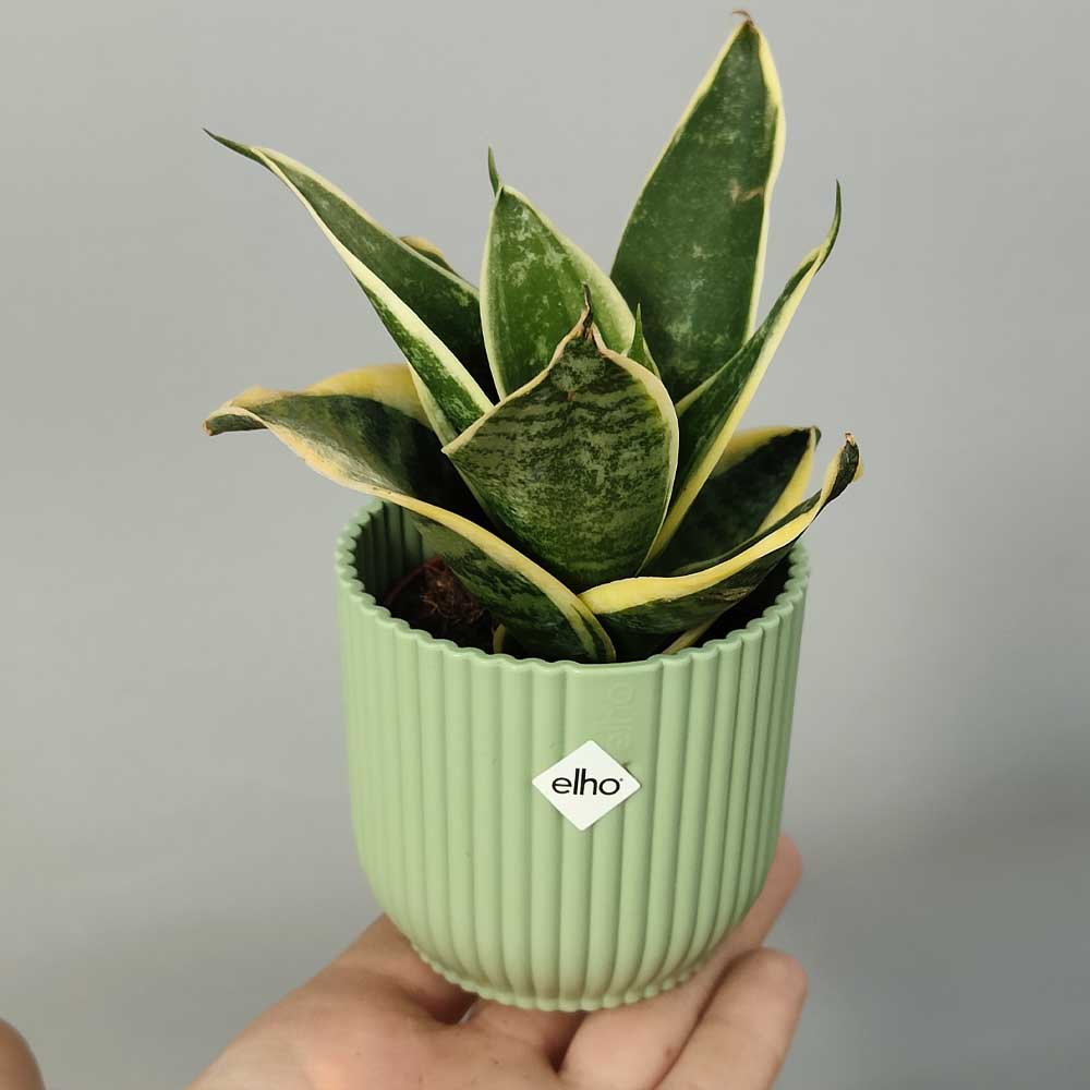 sansevieria superba