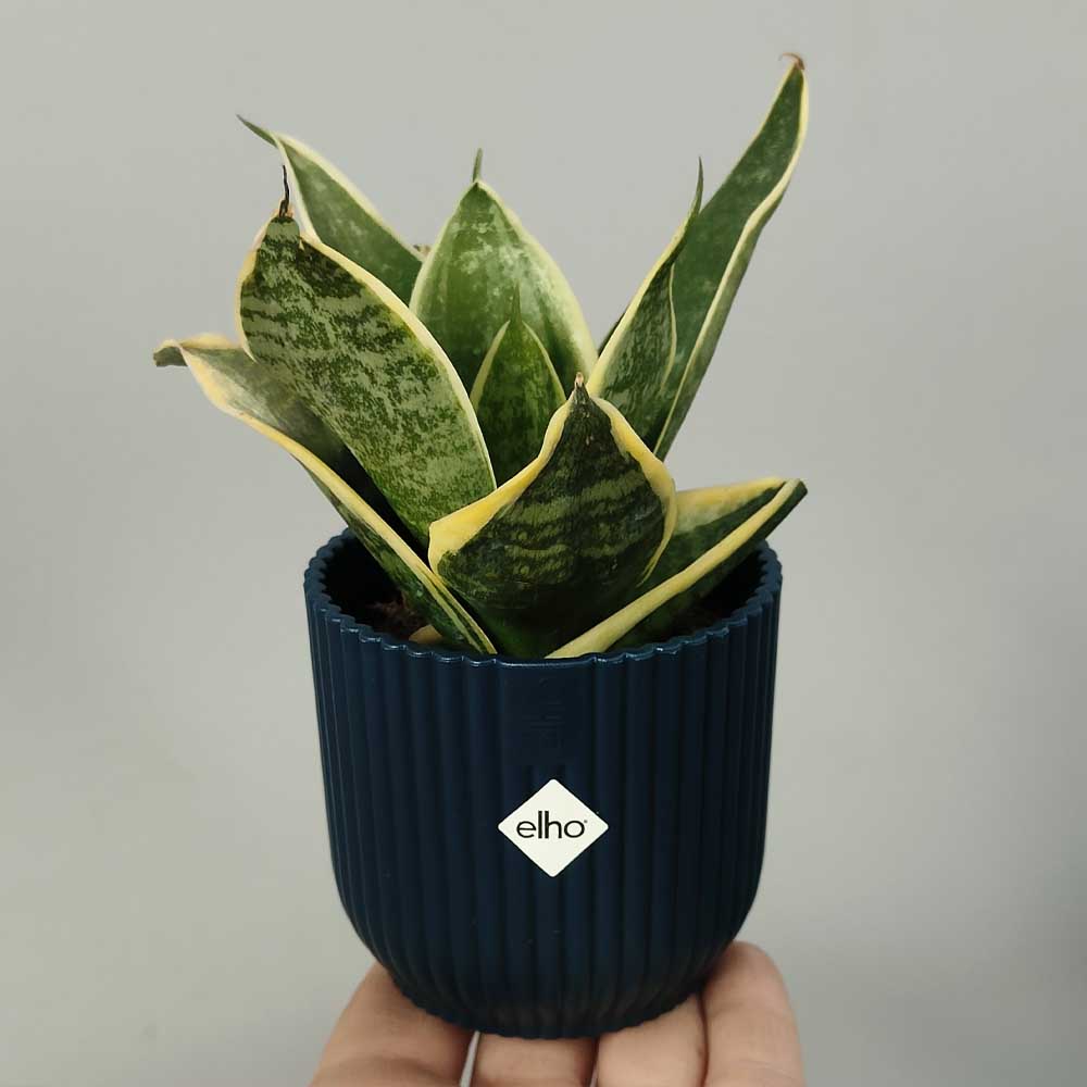 sansevieria trifasciata futura superba