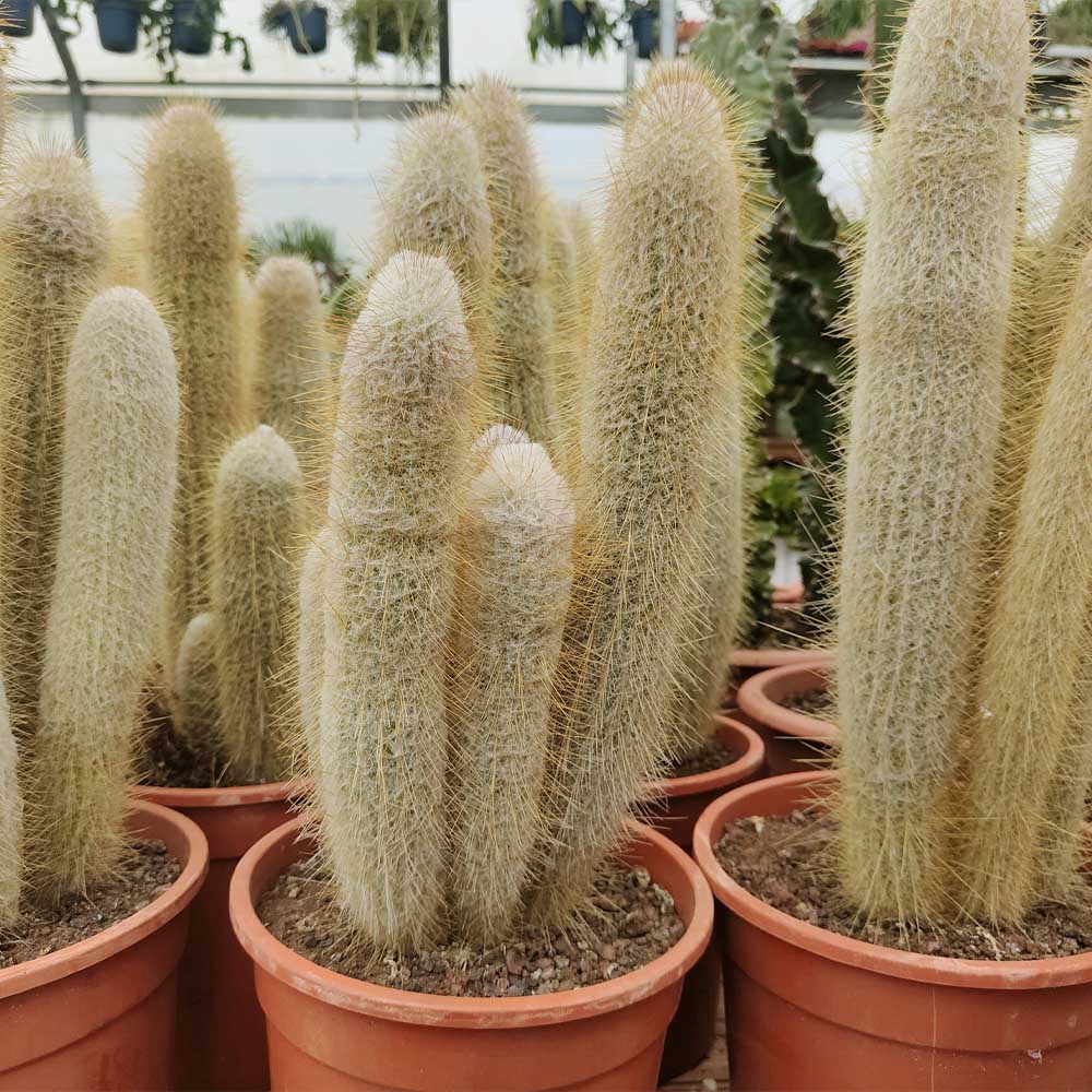 astrocephalocereus dybowskii cactus