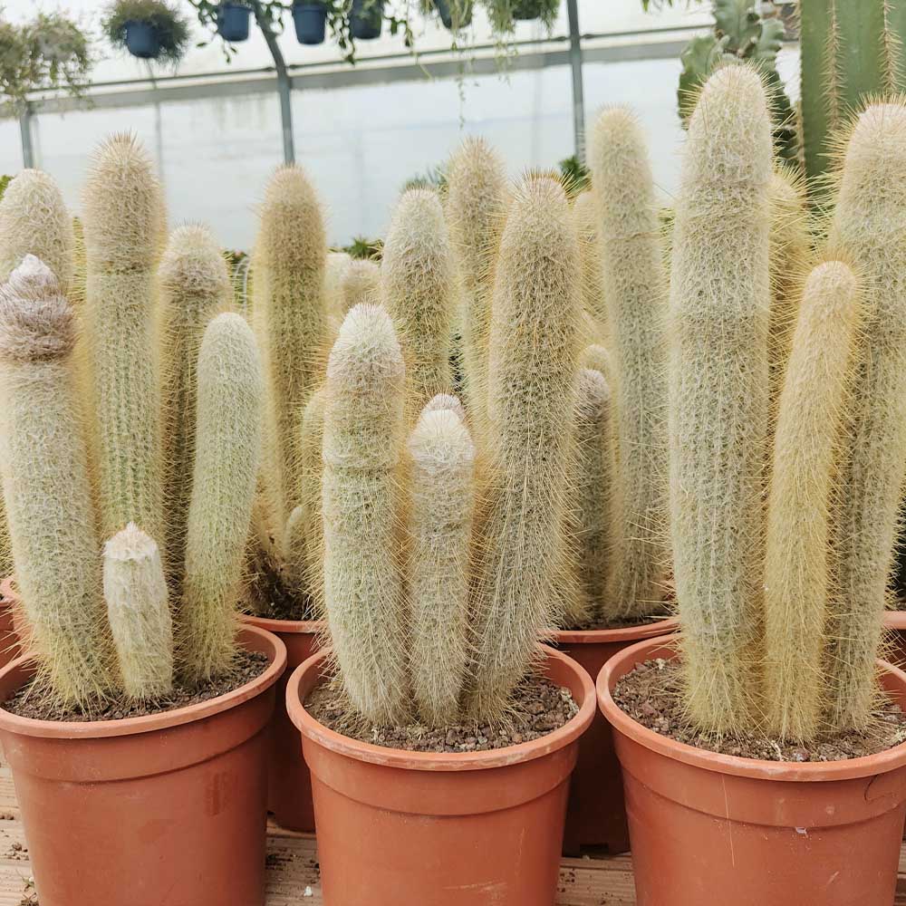 astrocephalocereus dybowskii
