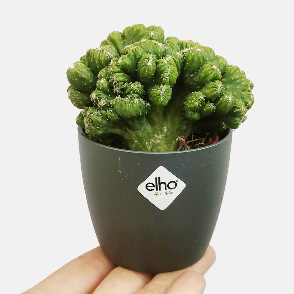 cereus forbesii brussel antracite