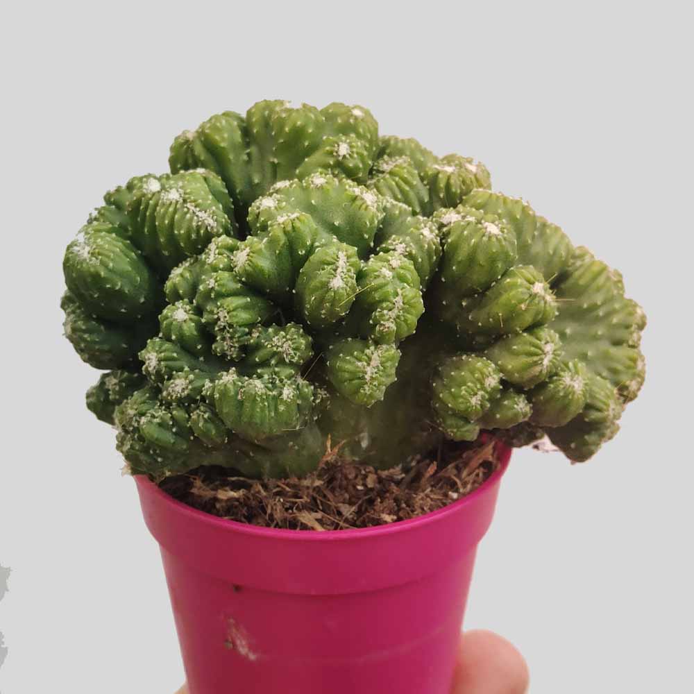 cereus forbesii