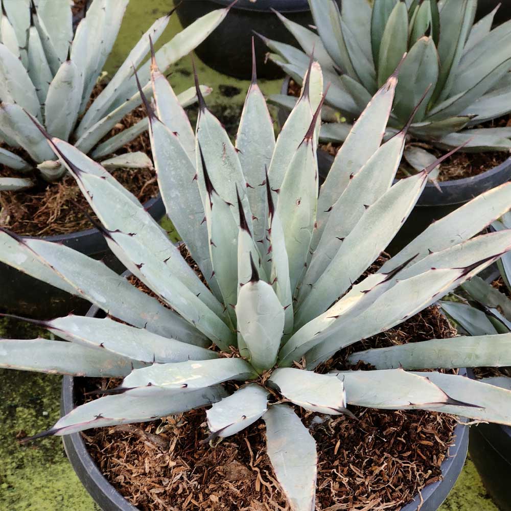 Agave macroacantha 'Little Penguins'