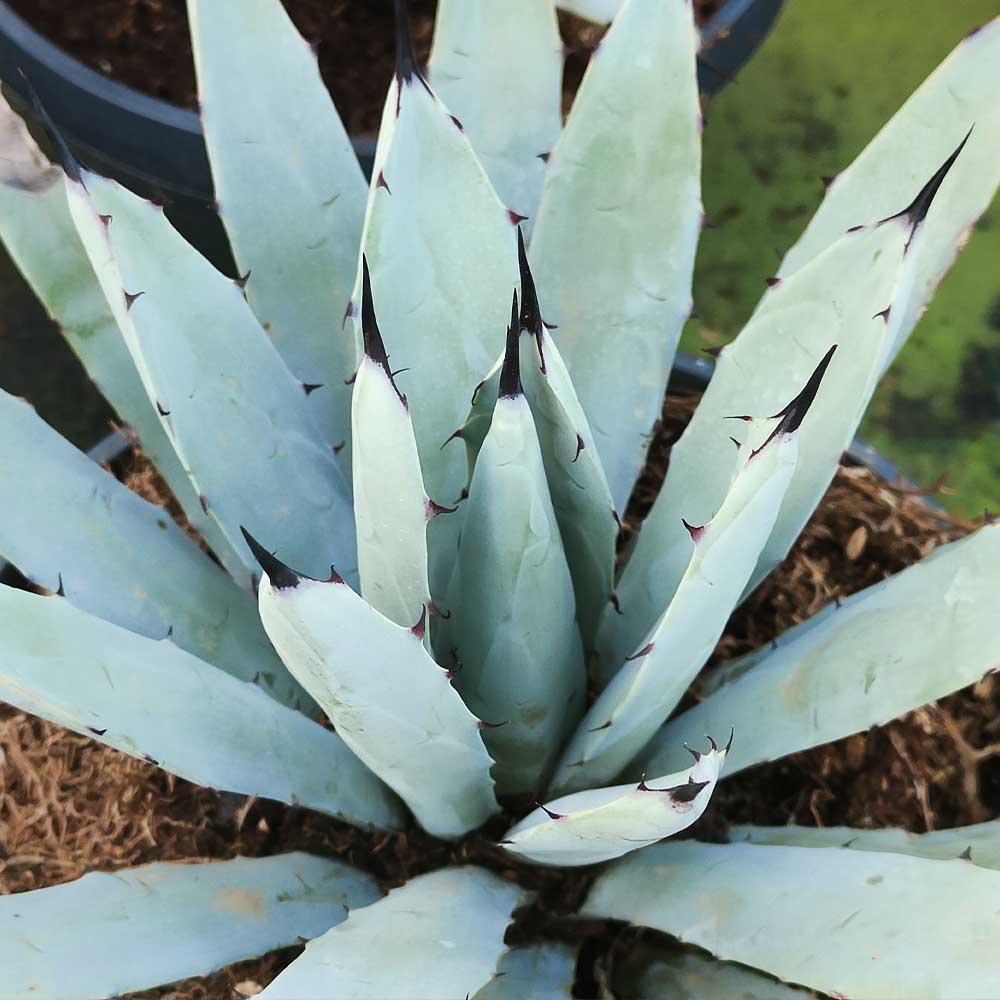 Agave macroacantha