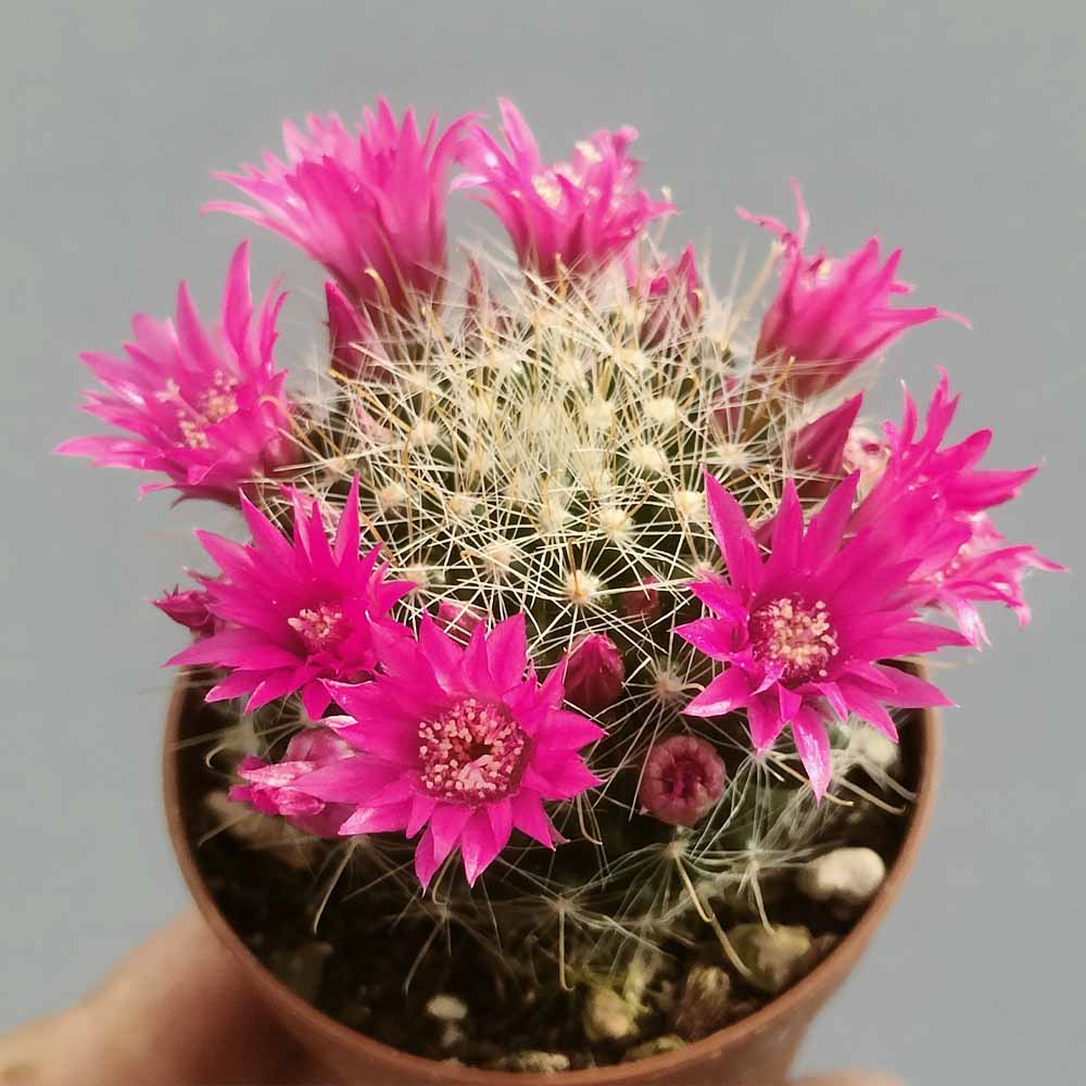 Mammillaria zeilmanniana fiore