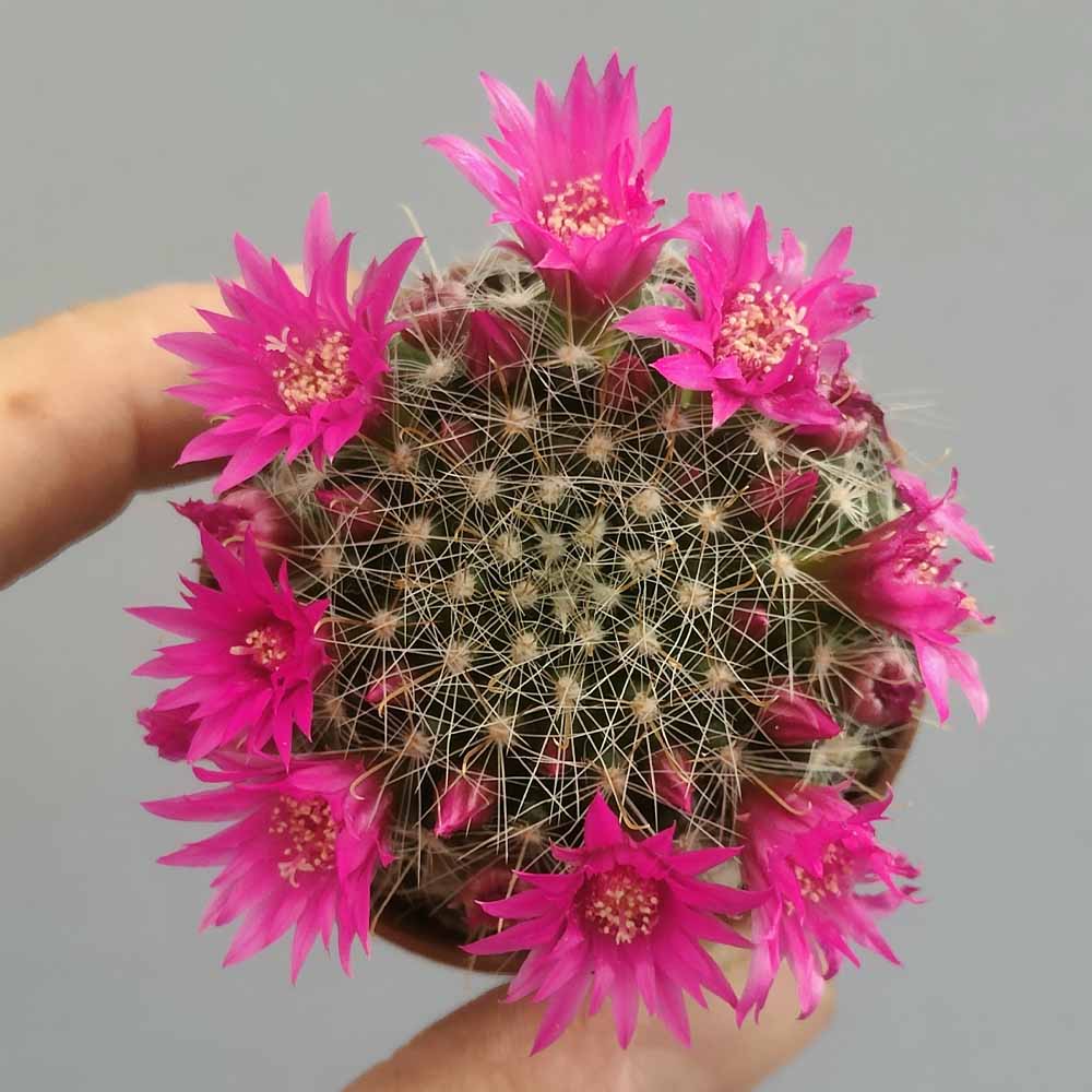 Mammillaria zeilmanniana.