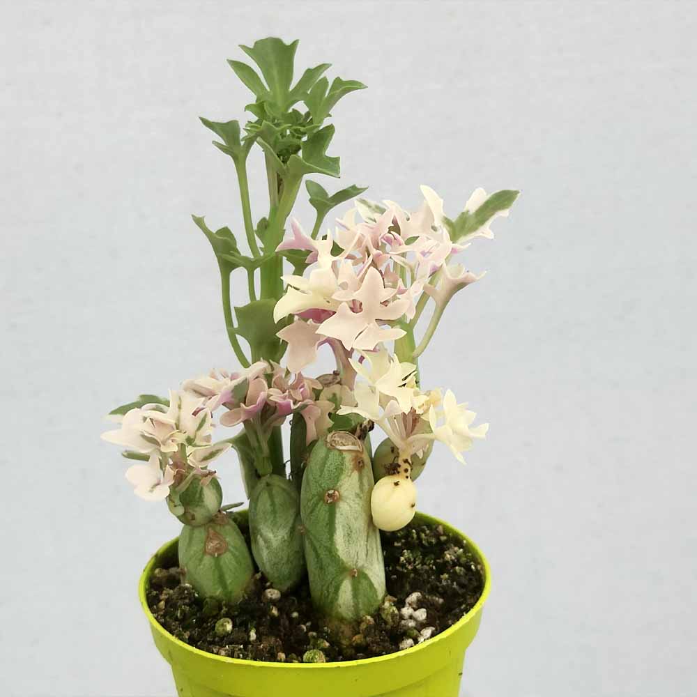 Senecio articulatus variegato