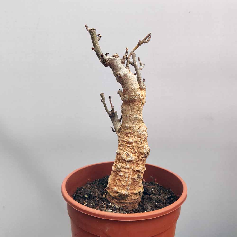 adansonia