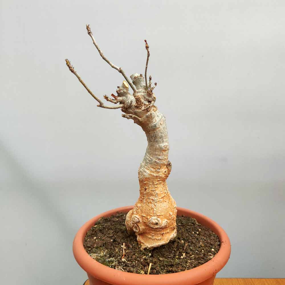 adansonia