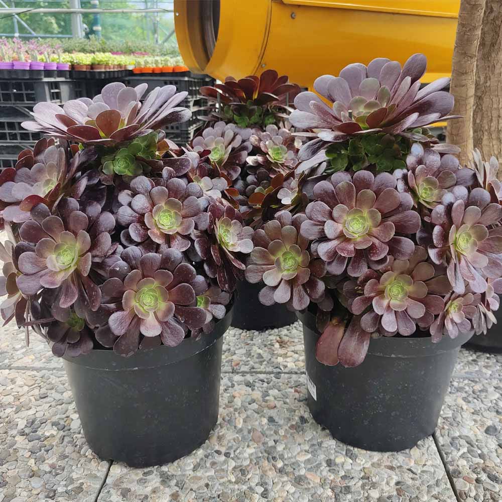 aeonium velour pianta
