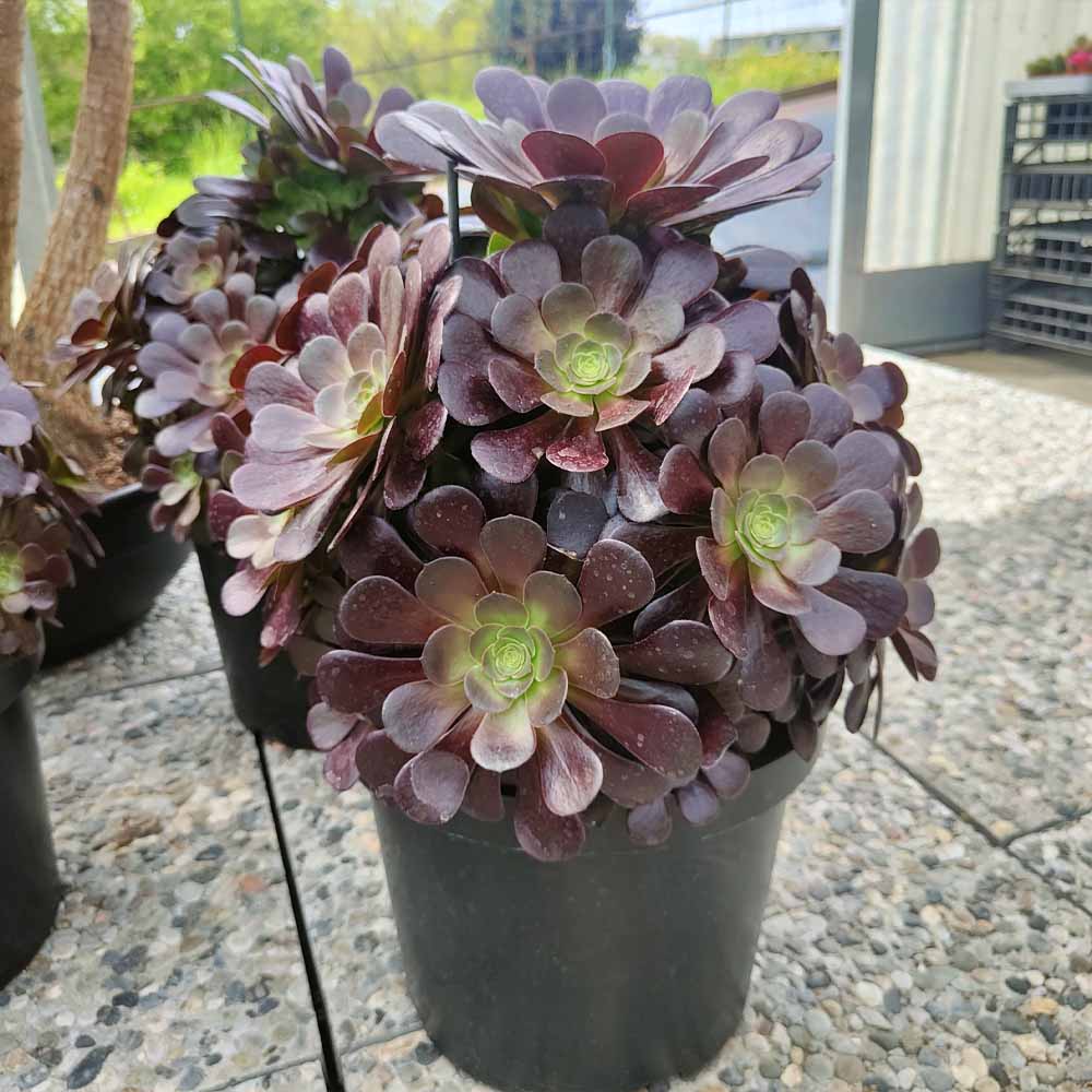 aeonium velour succulente
