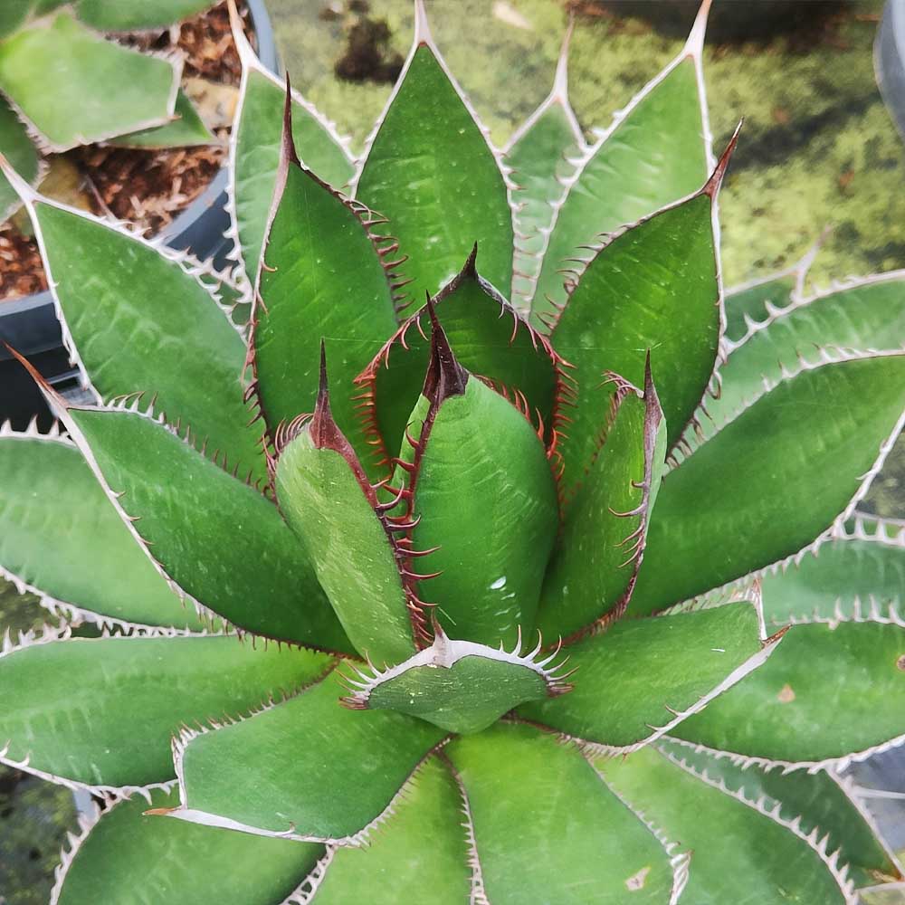 agave kerchovei pianta
