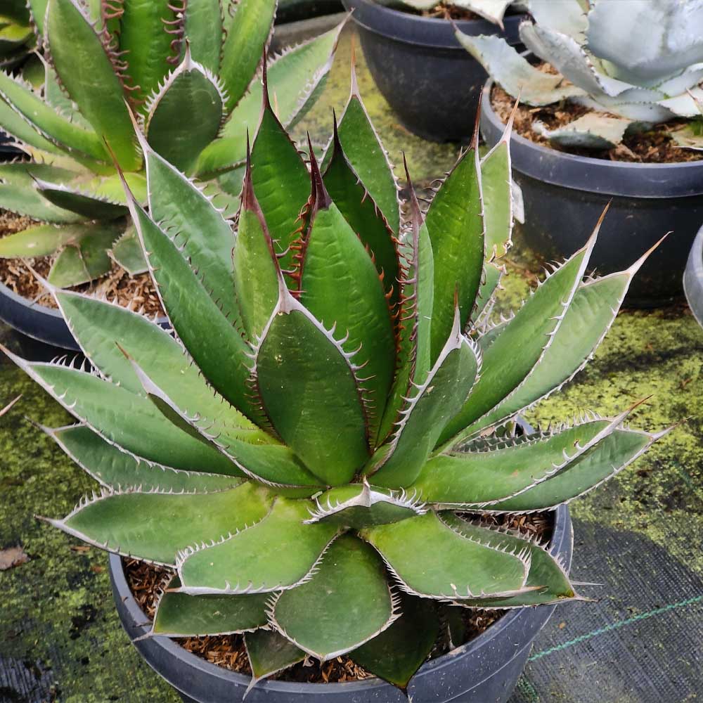 agave kerchovei
