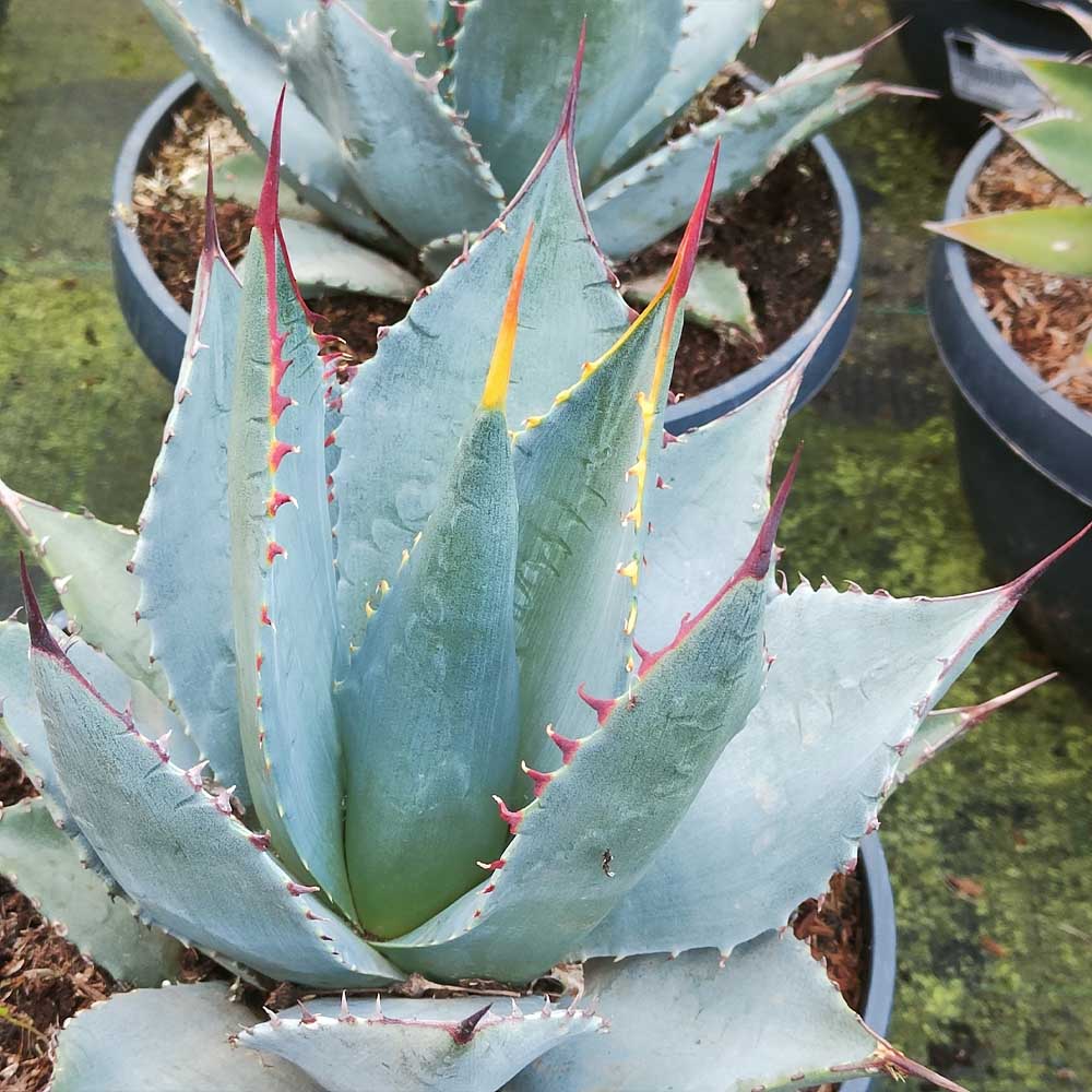 agave sebastiana pianta