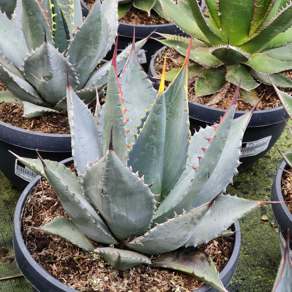 agave sebastiana