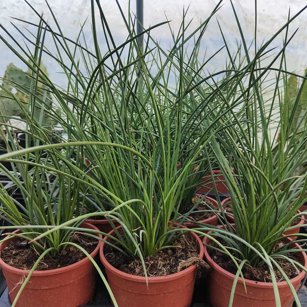 agave stricta pianta