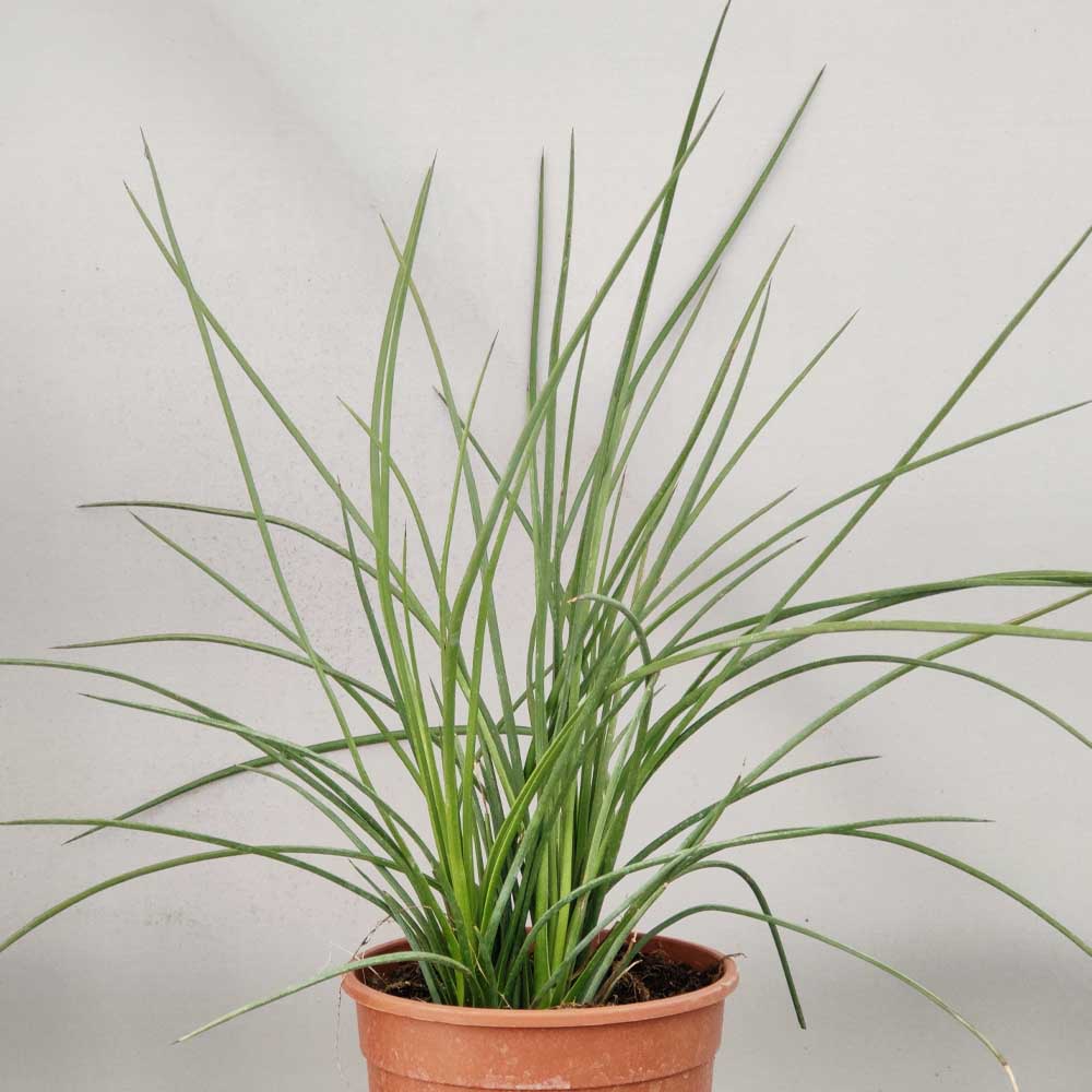 agave stricta