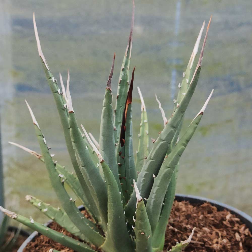 agave utahensis pianta