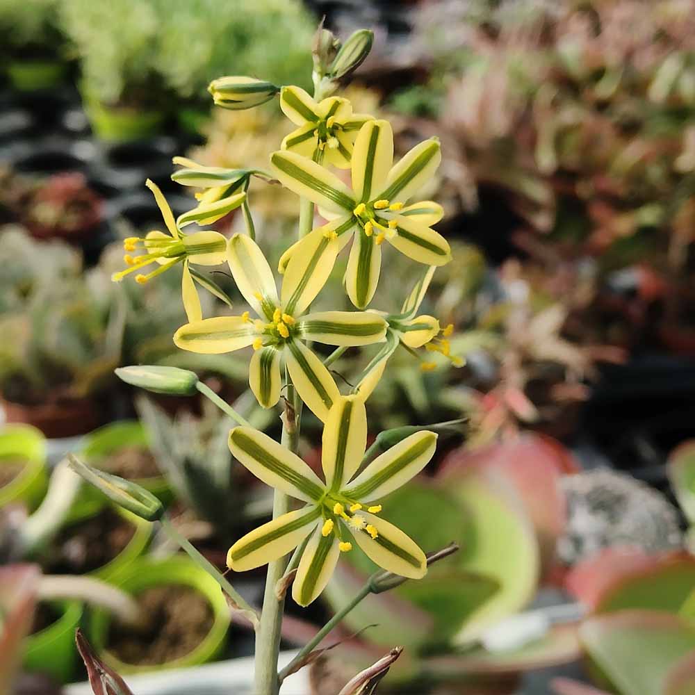 albuca concordiana fiore