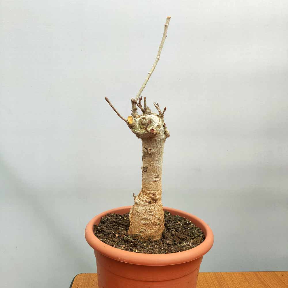 baobab