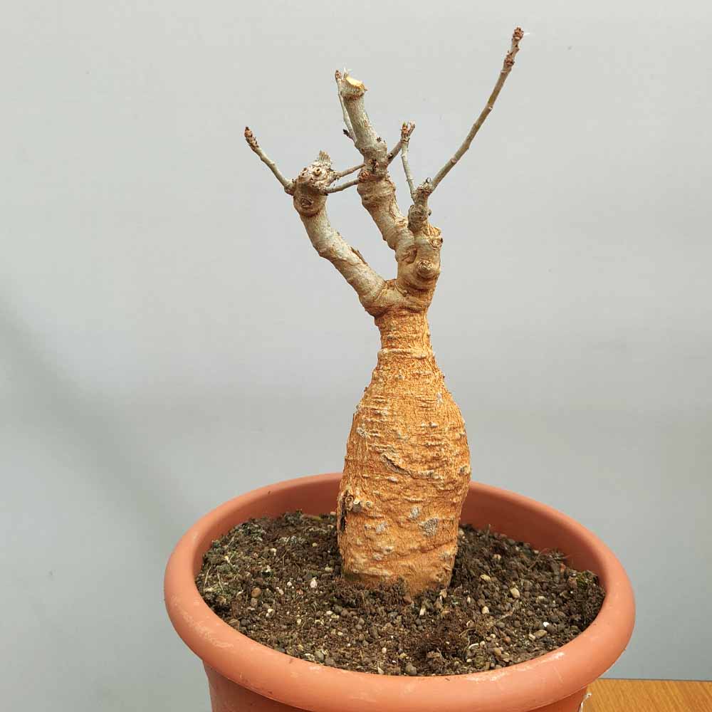 baobab