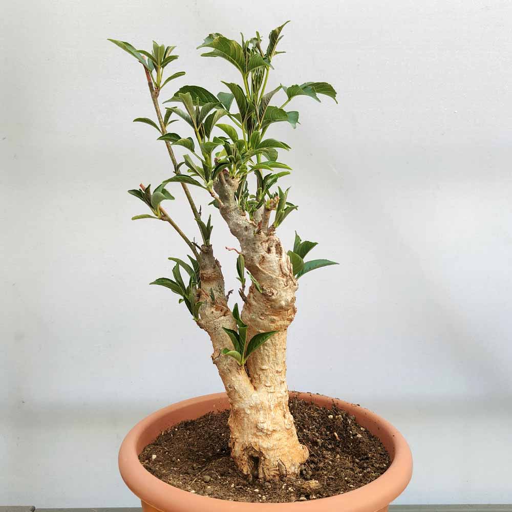 baobab