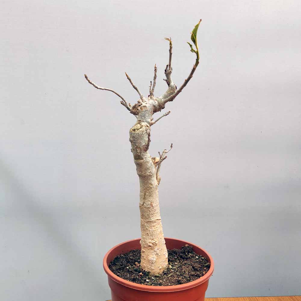 baobab