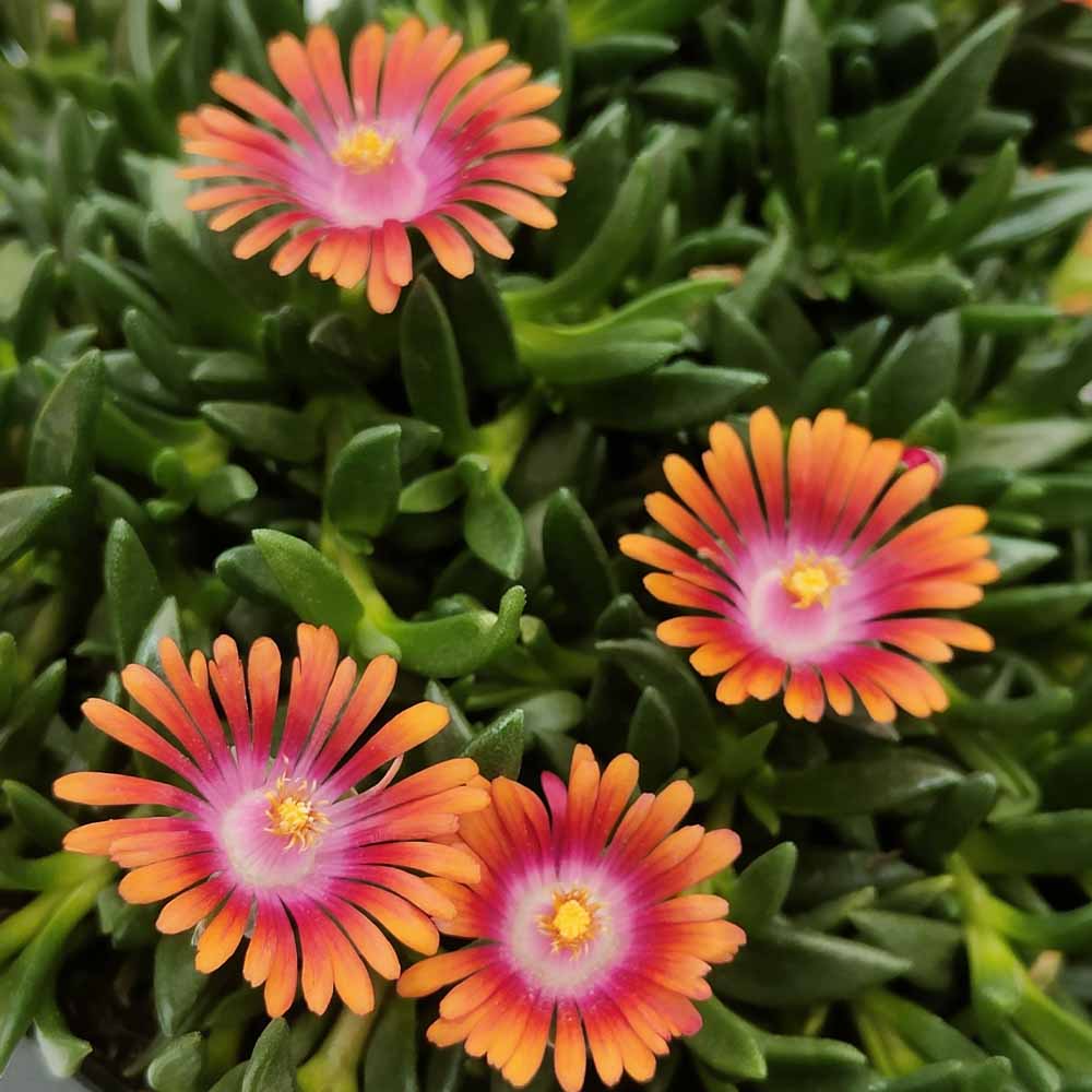 delosperma fire spinner