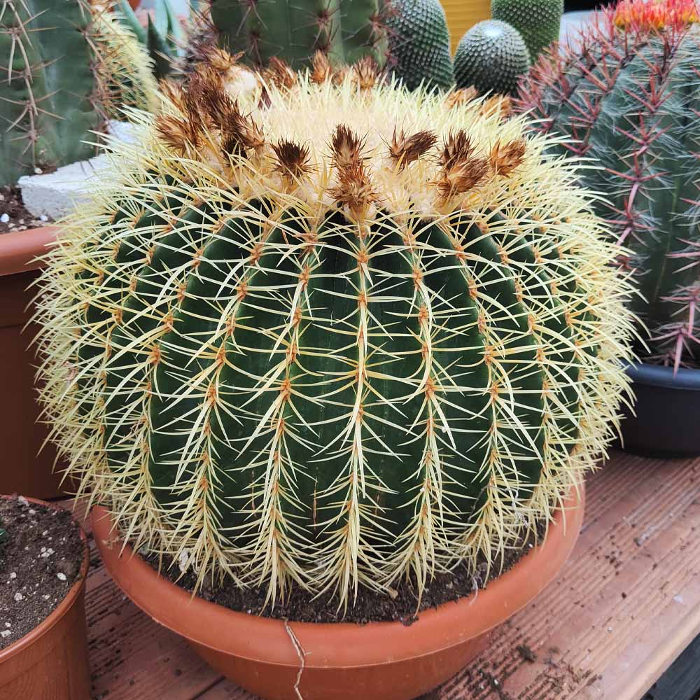 echinocactus grusonii