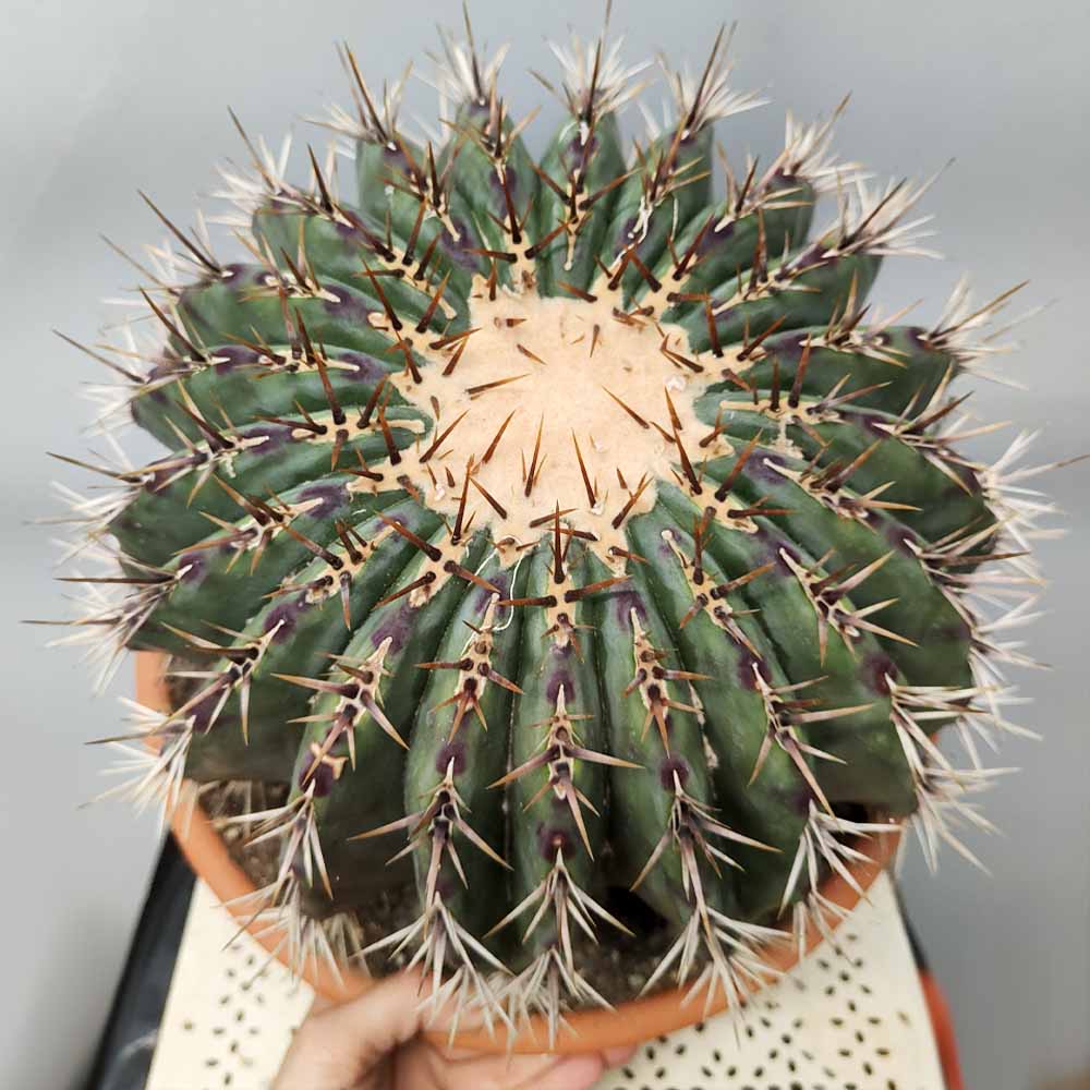 echinocactus ingens