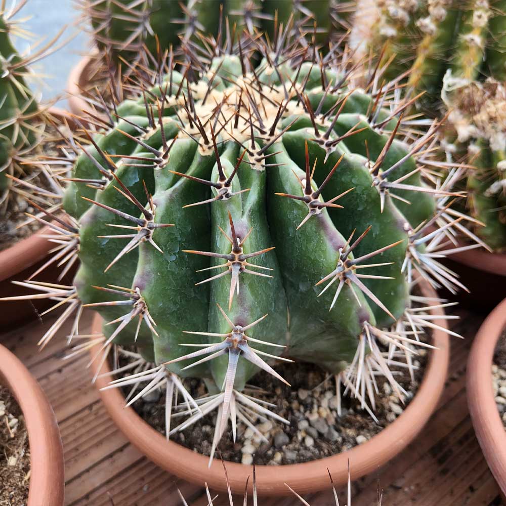 echinocactus ingens pianta