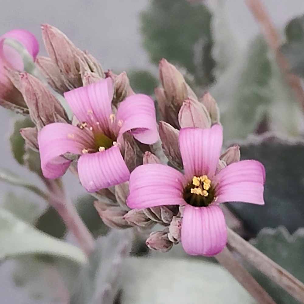 kalanchoe pumila fiore